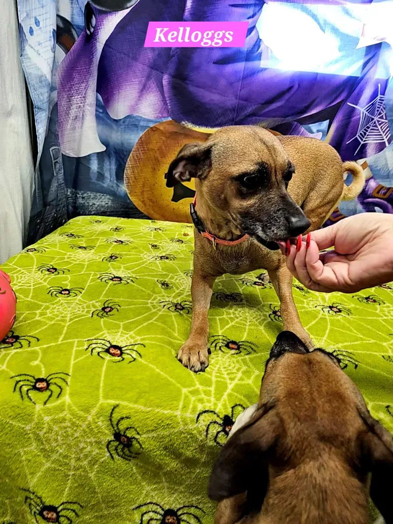 Kelloggs thumbnail 2