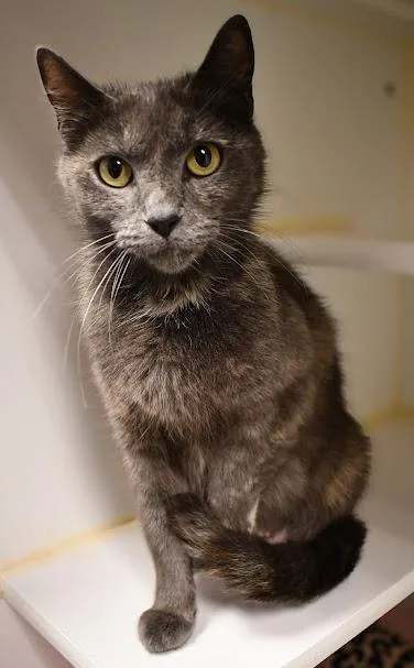 A young medium-sized female Domestic Short Hair cat named Nova for adoption in Bellingham, WA