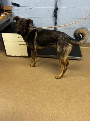 An adult extra large-sized male Mixed Breed dog named Edward for adoption in Chamblee, GA