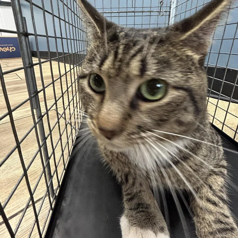 An adult medium-sized male Brown / Chocolate Domestic Short Hair cat named AHNJStray for adoption in Newark, NJ
