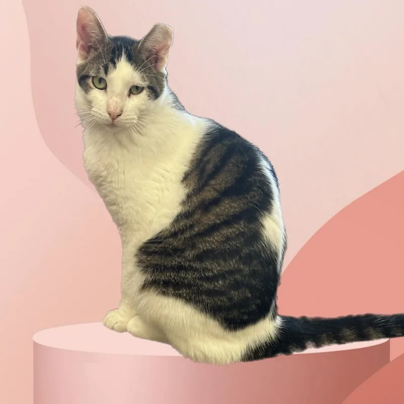 An adult medium-sized male Gray / Blue / Silver Domestic Short Hair cat named Ajax for adoption in Midland, TX