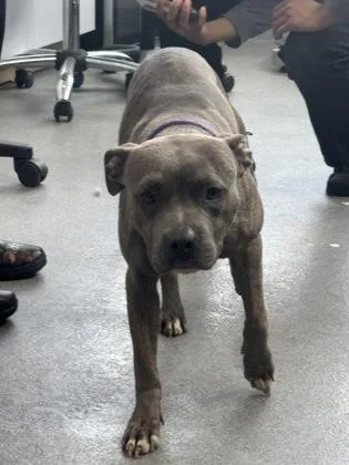 An adult medium-sized female Mixed Breed dog named South for adoption in West Chester, PA