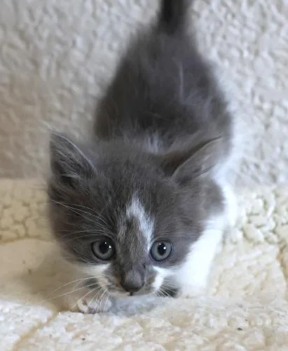 A baby small-sized female Domestic Medium Hair cat named Ellie for adoption in Thief River Falls, MN