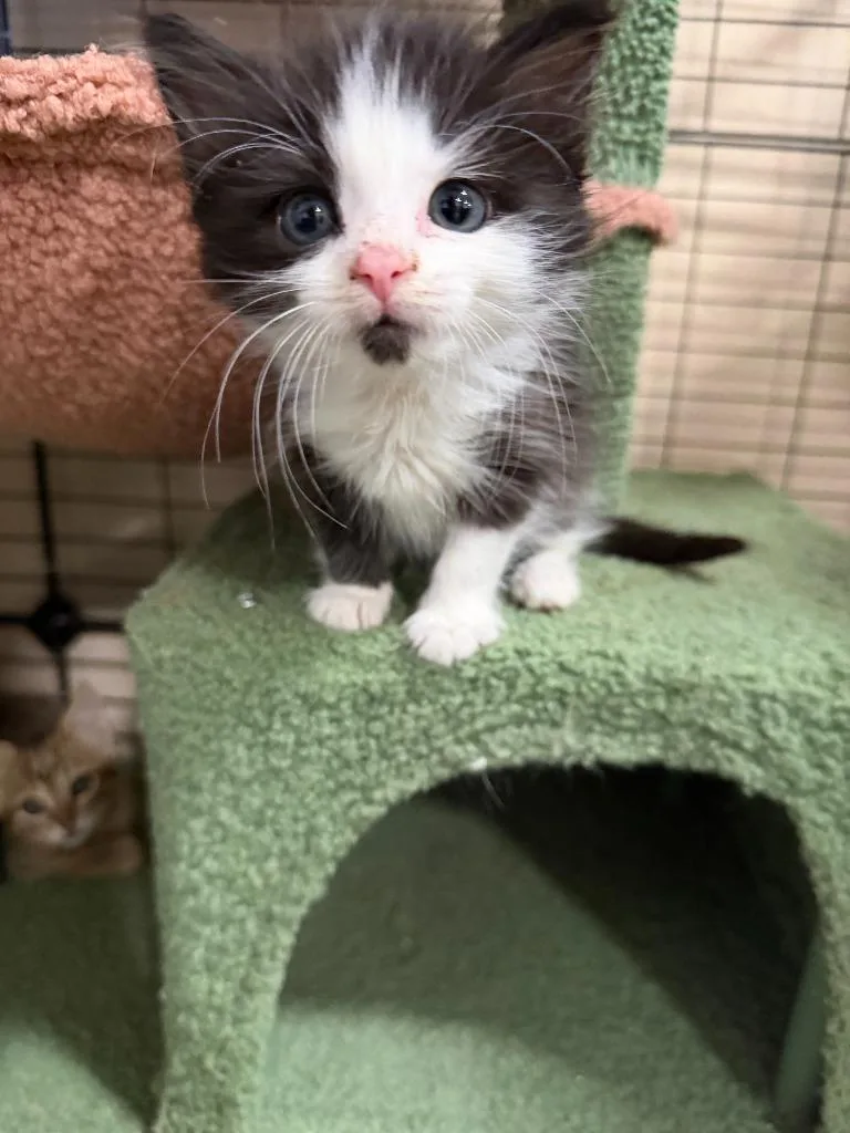 A baby small-sized male Domestic Short Hair cat named Squish for adoption in La Verkin, UT