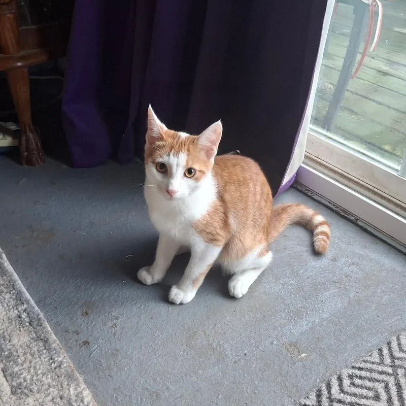A baby medium-sized male Domestic Short Hair cat named Purcey for adoption in Coldwater, MI