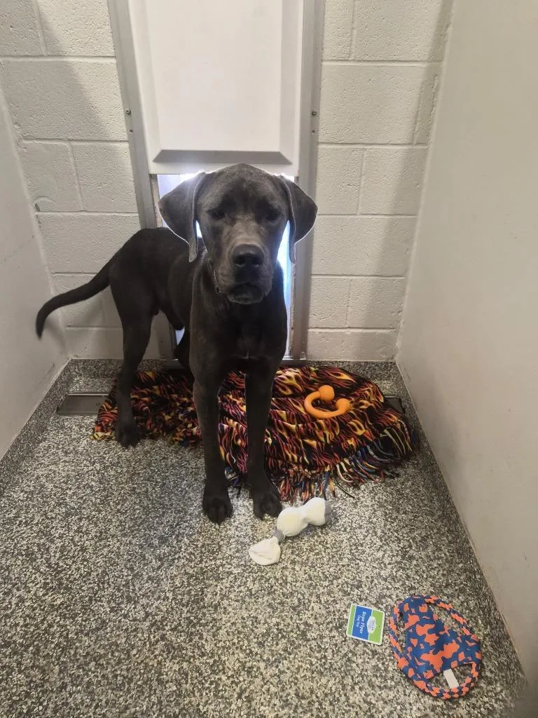 A young large-sized male Great Dane dog named Gato for adoption in Mustang, OK