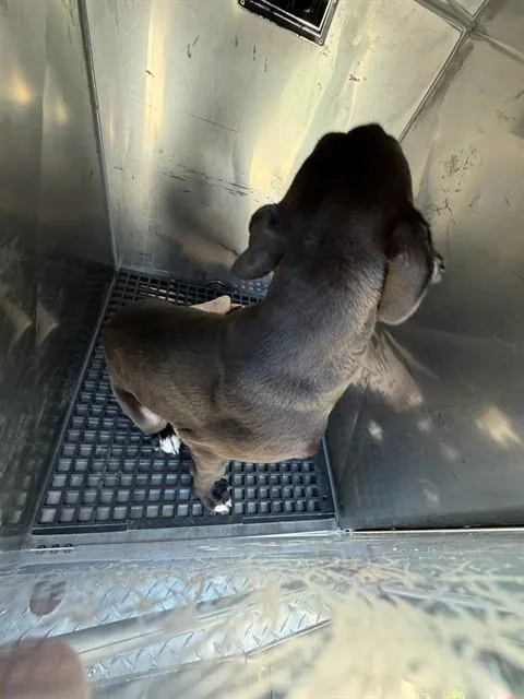 A baby large-sized male Mixed Breed dog named Frank for adoption in Dallas, TX