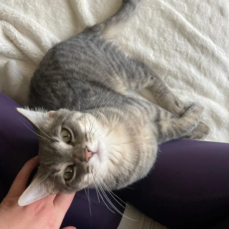 A baby medium-sized male Domestic Short Hair cat named Domino for adoption in Minneapolis, MN