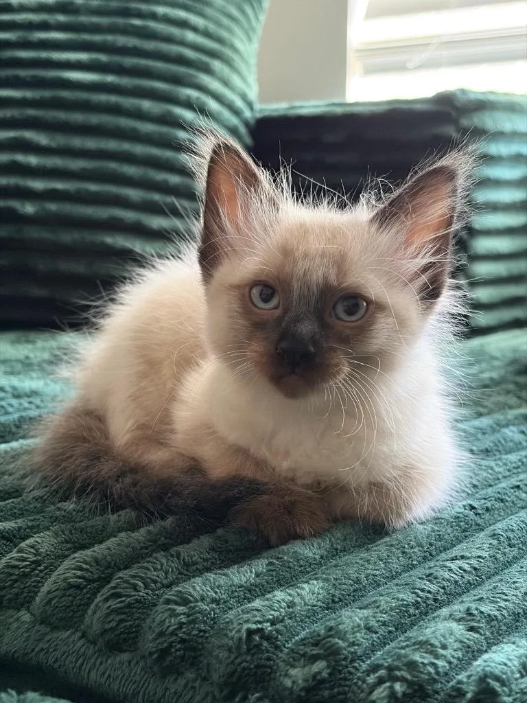 A baby small-sized female Domestic Long Hair cat named Misty for adoption in Ogden, UT