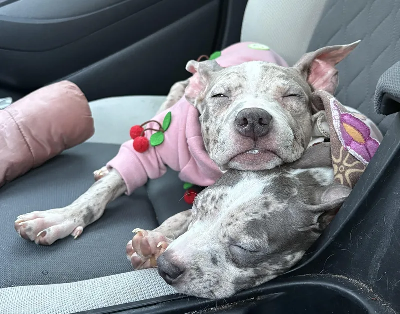 A young medium-sized female Merle (Blue) Pit Bull Terrier dog named Lucy for adoption in Fredericksburg, VA