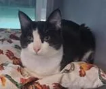 A young medium-sized female Black & White / Tuxedo Domestic Short Hair cat named KiKi for adoption in Edgewood, NM