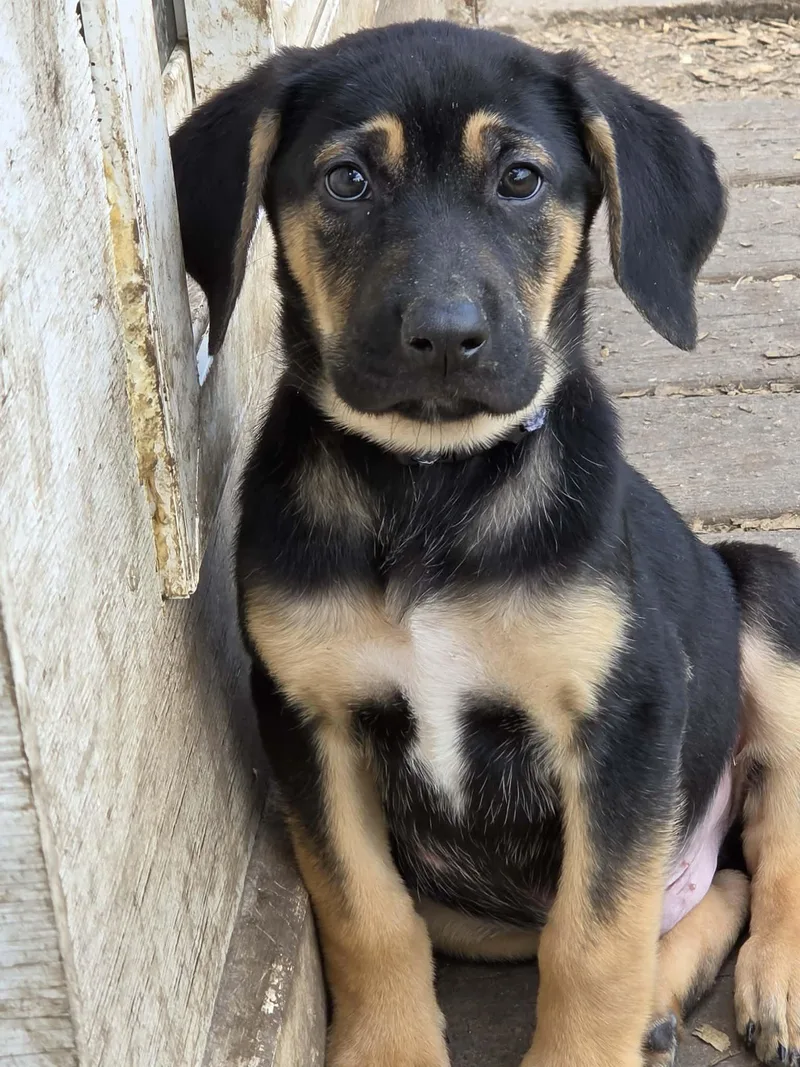 A baby large-sized male Hound dog named Trusty for adoption in McHenry, IL