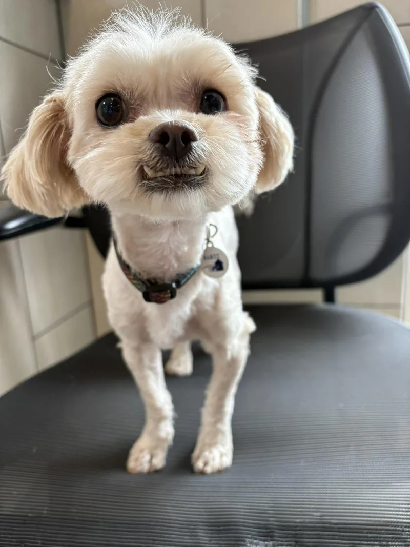 A young small-sized female White / Cream Maltese dog named Stencil for adoption in Phoenix, AZ