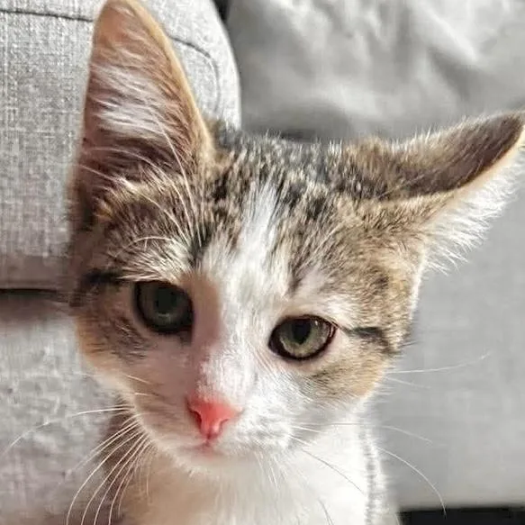 A baby small-sized female Black & White / Tuxedo Domestic Short Hair cat named Loca for adoption in Chicago, IL
