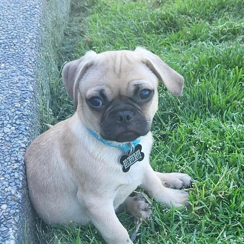 Gilligan