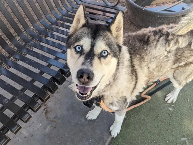 An adult large-sized male Husky dog named Homie for adoption in Mesa, AZ