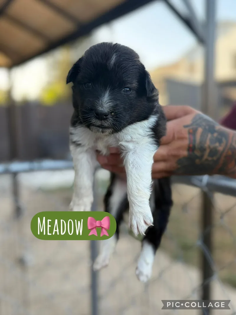 A baby medium-sized female Akita dog named Meadow for adoption in Lodi, CA