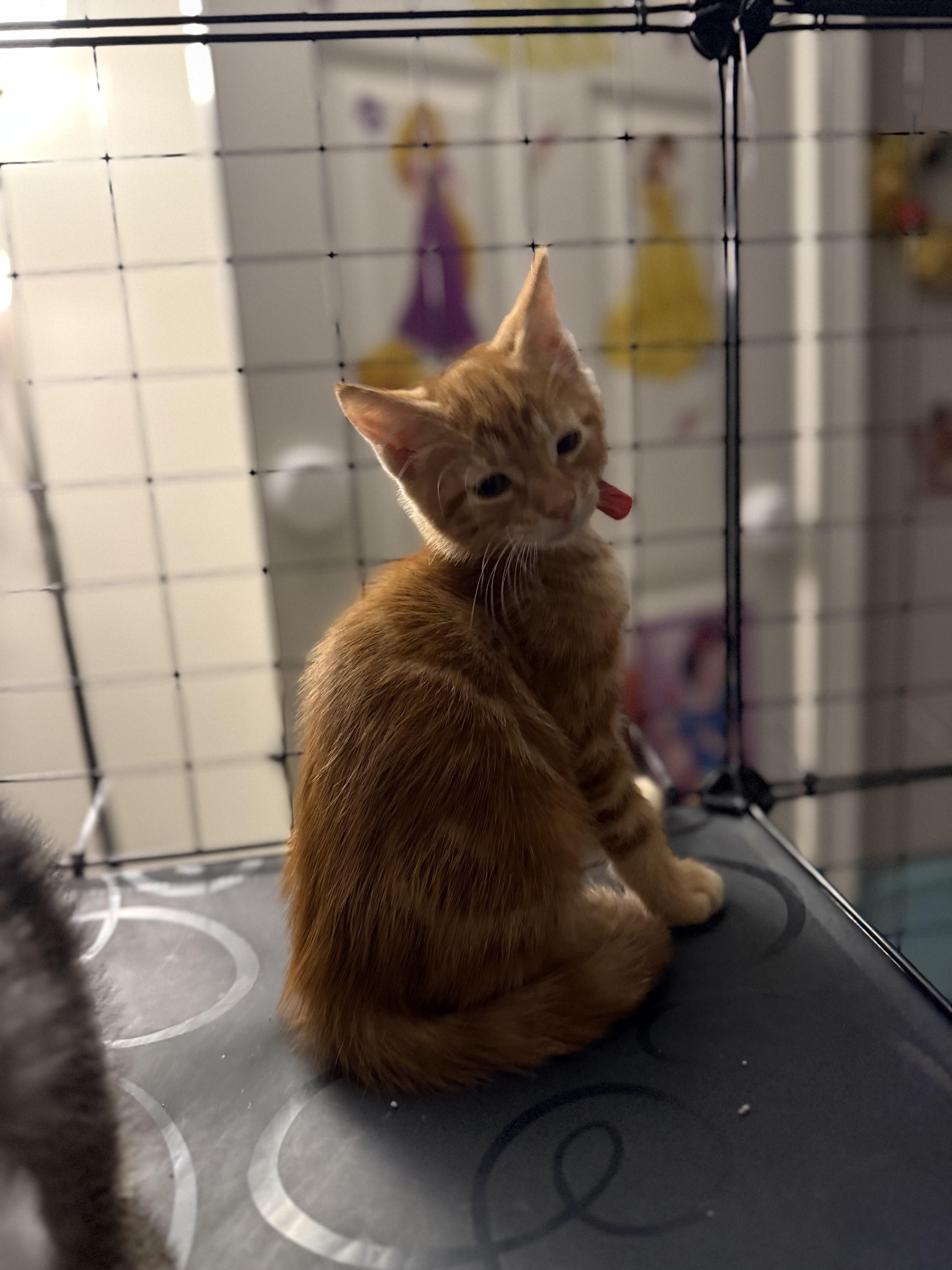 A baby large-sized male Tabby (Orange / Red) Domestic Short Hair cat named Baked Bean for adoption in Intercession city , FL