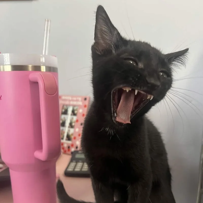 A baby small-sized male Black Domestic Short Hair cat named Cassian for adoption in San Diego, CA