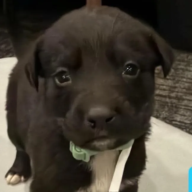 A baby medium-sized male Black German Shepherd Dog dog named Stud for adoption in Brainerd, MN