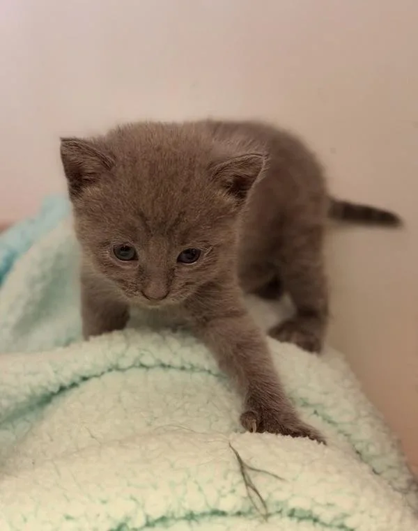 A baby small-sized female Domestic Short Hair cat named Snow White for adoption in Novato, CA