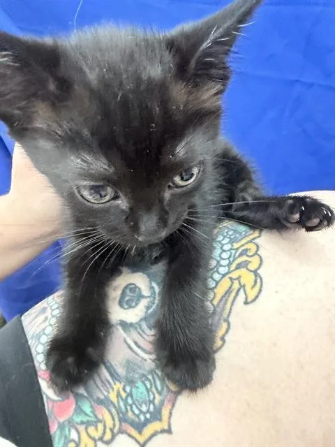 A baby medium-sized male Domestic Short Hair cat named Luca for adoption in Dallas, TX