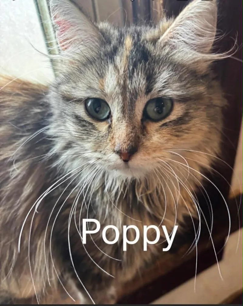 Poppy