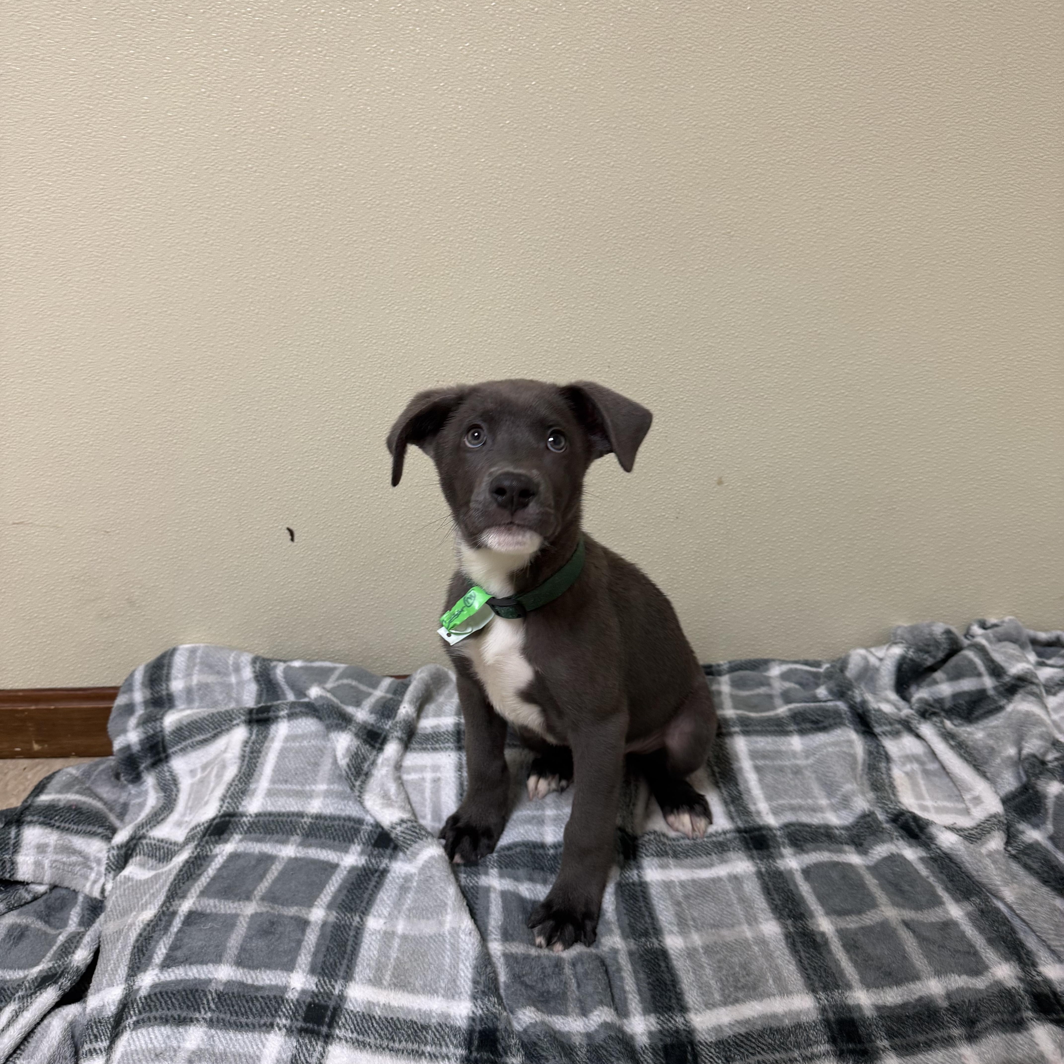 A baby medium-sized male Retriever dog named Caesar for adoption in Douglas, MA