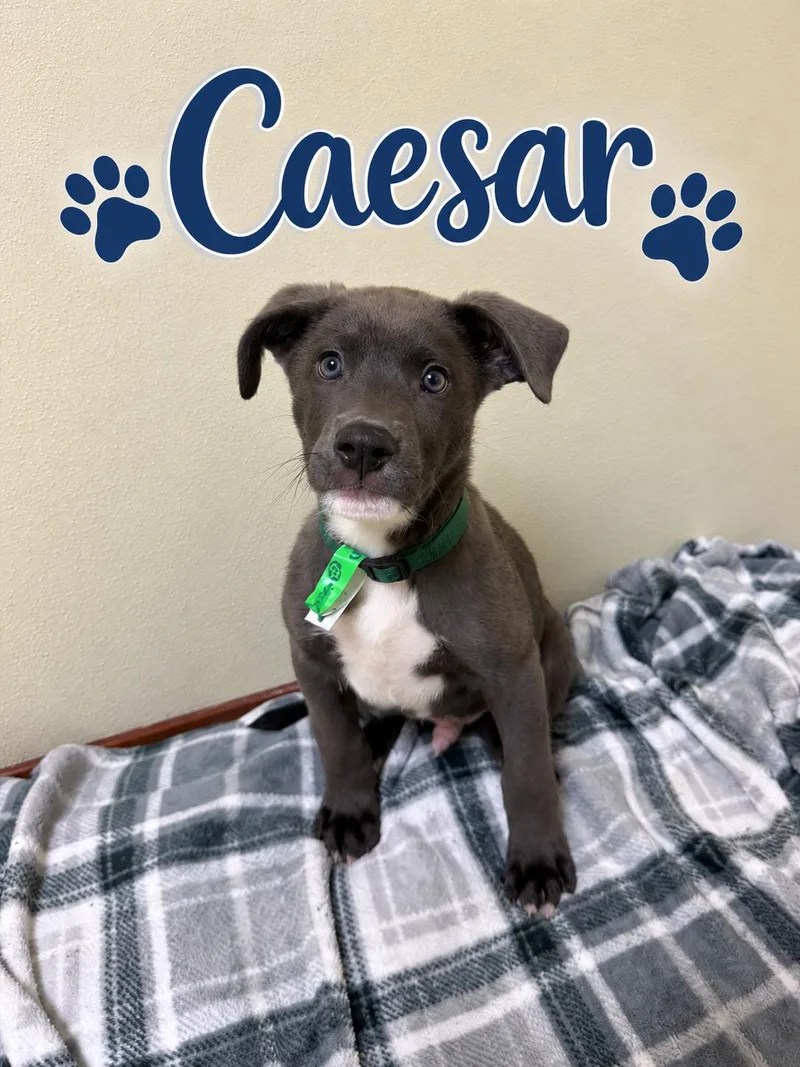 Caesar thumbnail 3