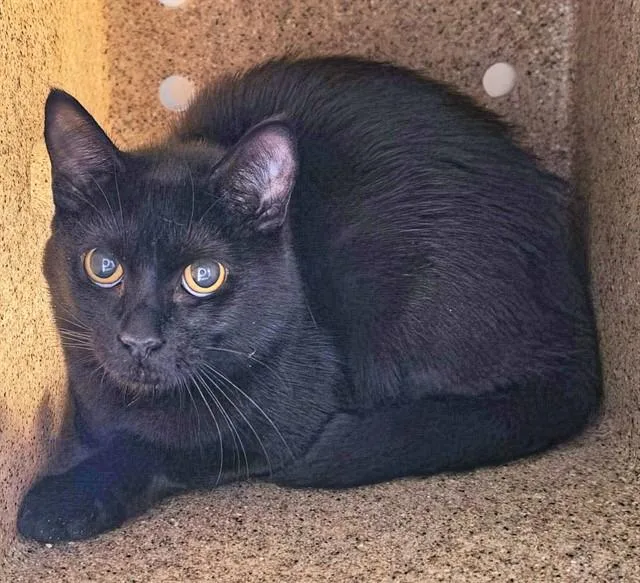A young medium-sized male Domestic Short Hair cat named Ziggy for adoption in Anchorage, AK