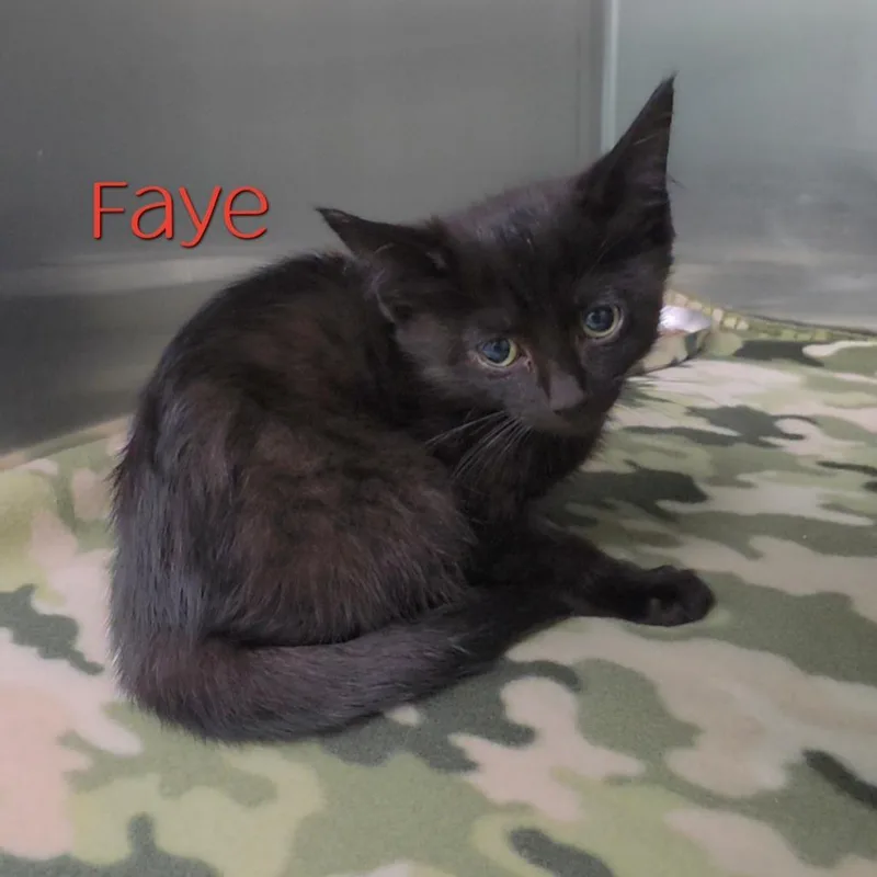 Faye