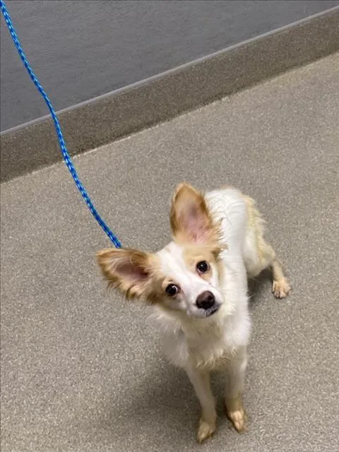 A young medium-sized male Papillon dog named Florida for adoption in Las Vegas, NV
