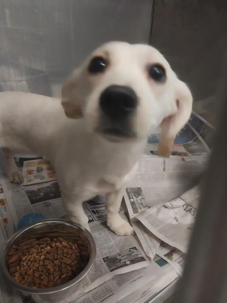 A baby medium-sized female Mixed Breed dog named Lala for adoption in Oxford, NC