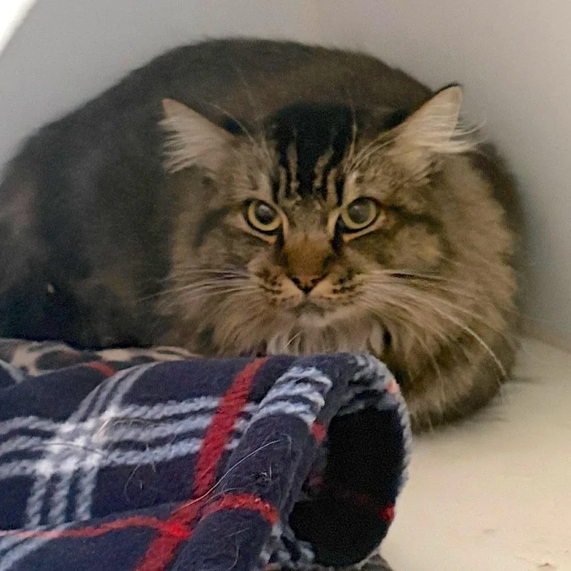 An adult medium-sized female Domestic Long Hair cat named Tall Boy for adoption in Grass Valley, CA