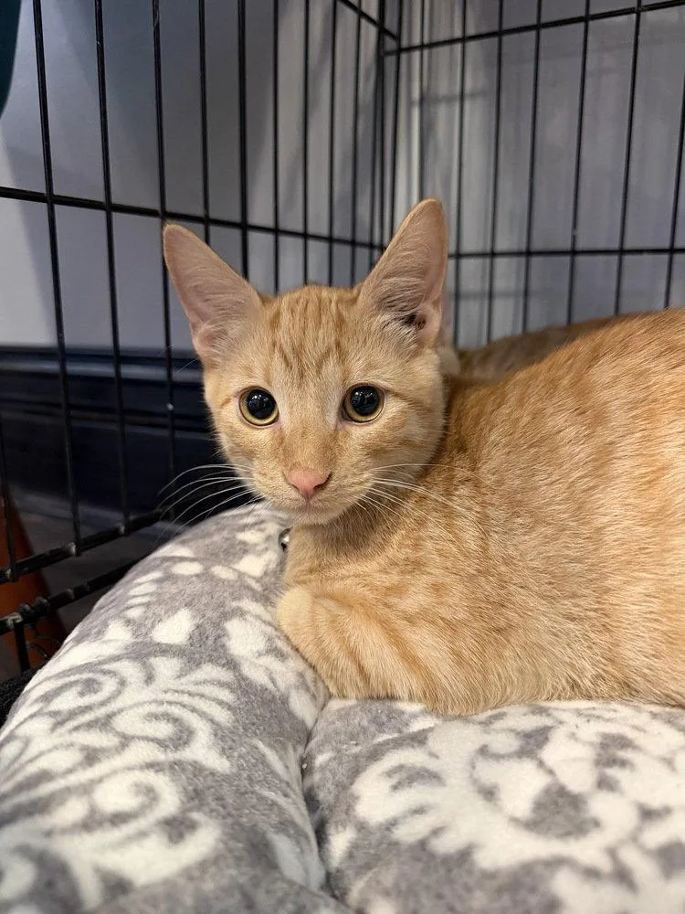 A baby small-sized male Domestic Short Hair cat named Affogato for adoption in O'Fallon, MO