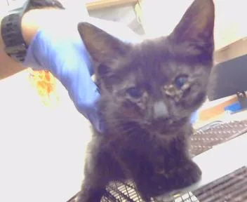 A baby small-sized female Domestic Short Hair cat named Betty for adoption in Sacramento, CA