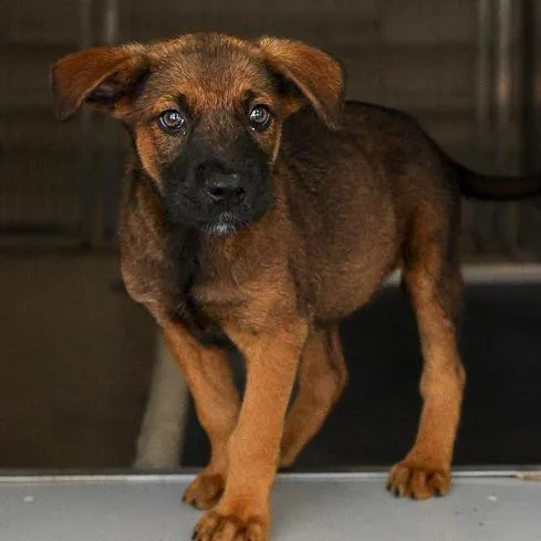 A baby medium-sized male Black Mixed Breed dog named Monkey Bread for adoption in Bradenton, FL