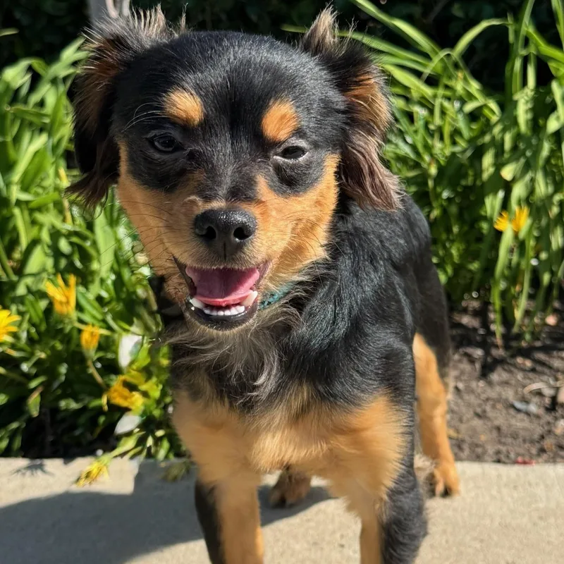 Ricky Ricardo thumbnail 2