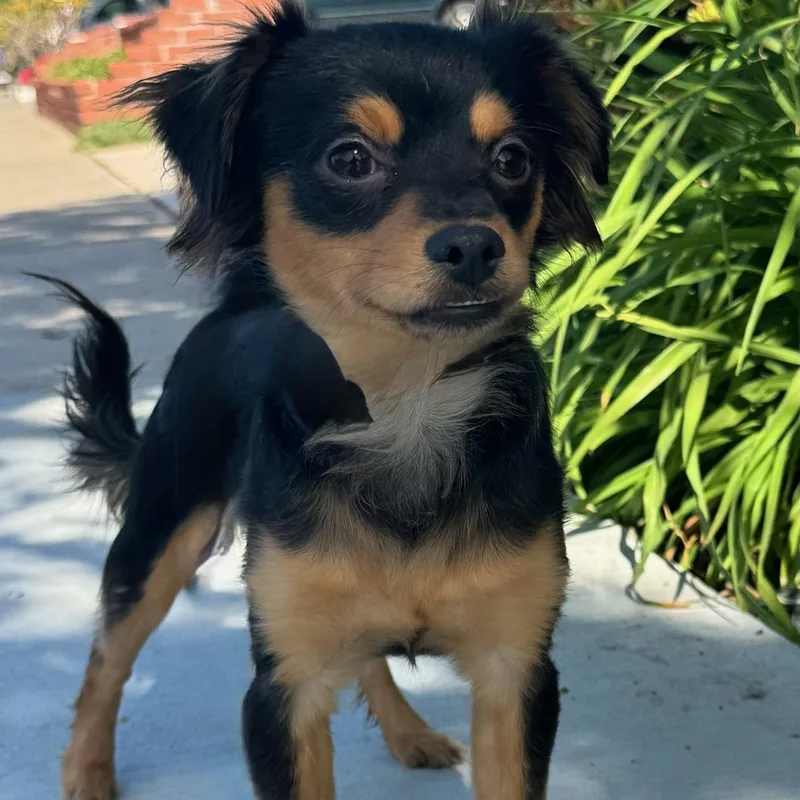 Ricky Ricardo thumbnail 3