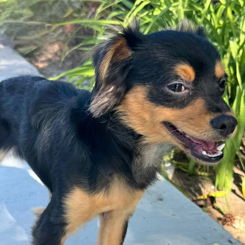 Ricky Ricardo thumbnail 4