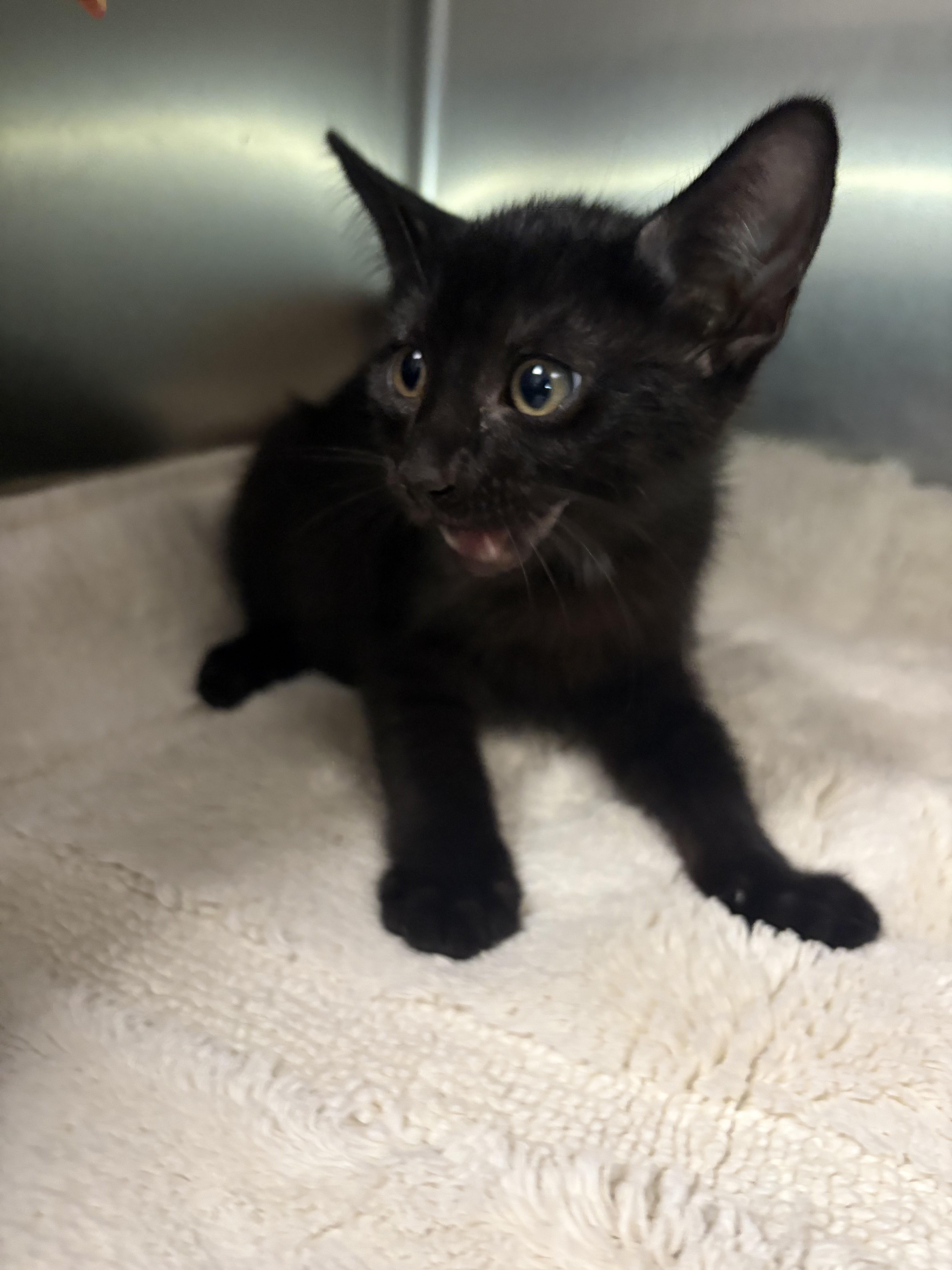 A baby small-sized male Domestic Short Hair cat named Marshal for adoption in Los Angeles, CA