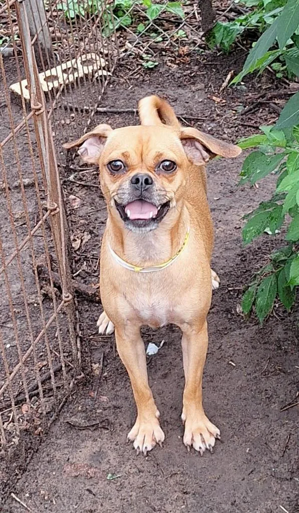 An adult small-sized female Brown / Chocolate Pug dog named Temika MVT for adoption in Missouri City, TX