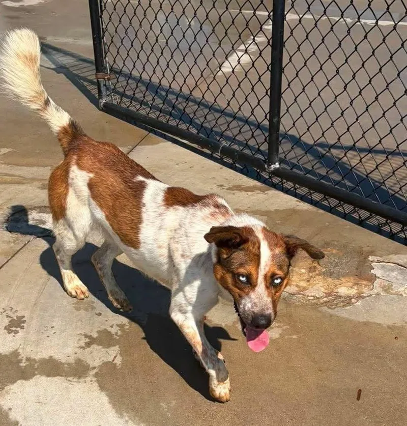 An adult medium-sized male Cattle Dog dog named Jethro for adoption in Knoxville, IA