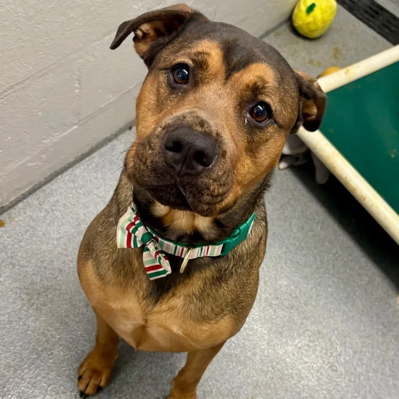An adult large-sized male Brown / Chocolate Mixed Breed dog named Scrappy for adoption in Evansville, IN