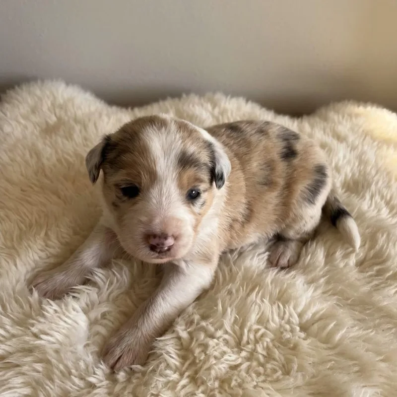 A baby small-sized male Red / Chestnut / Orange Australian Shepherd dog named CT Mint avail Oct for adoption in Eastford, CT