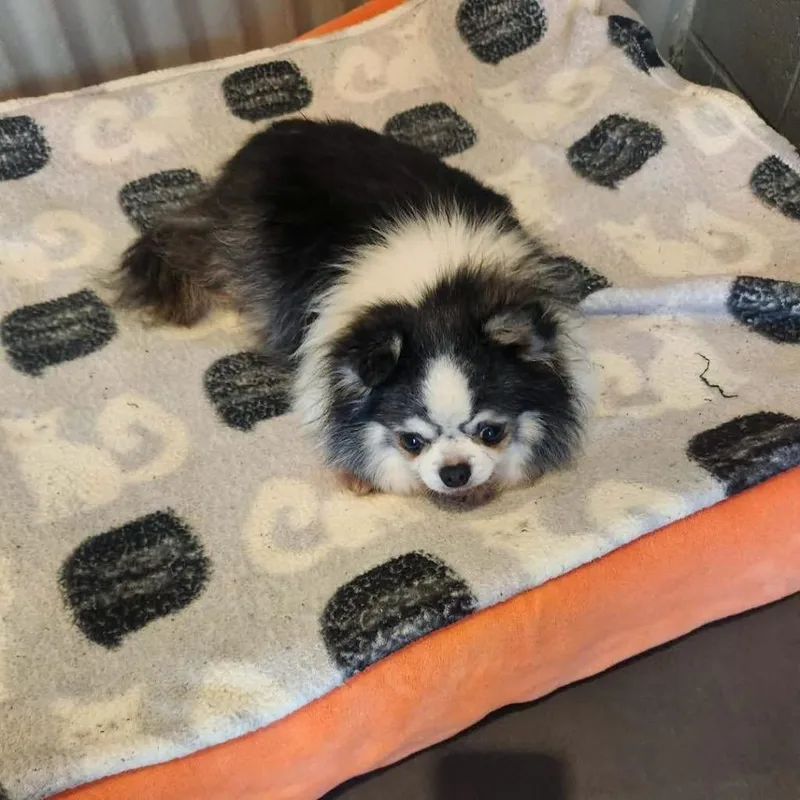 A senior small-sized male Chihuahua dog named Mikey for adoption in Valparaiso, IN