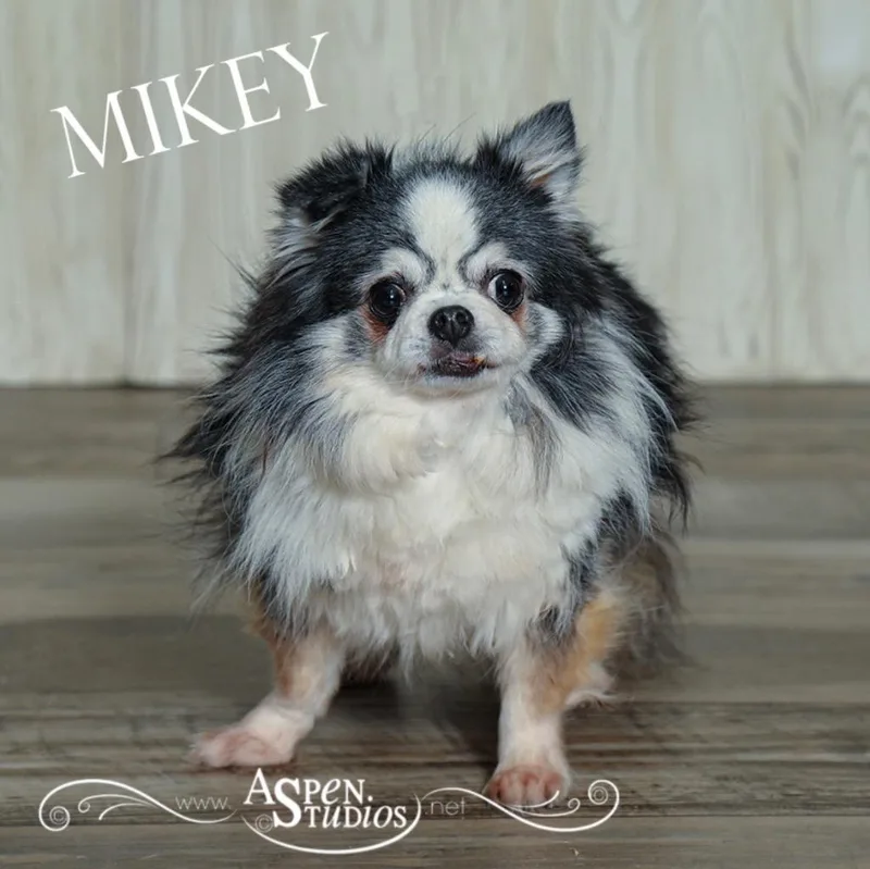 Mikey thumbnail 2
