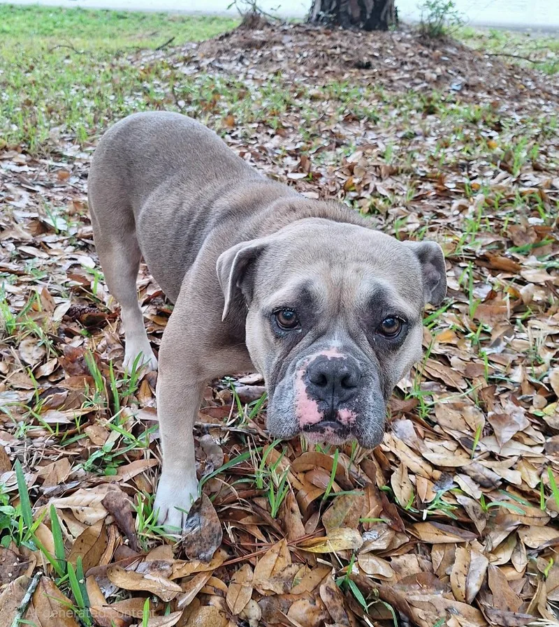 Muffintop Wvt thumbnail 3