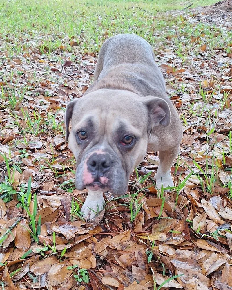 Muffintop Wvt thumbnail 4