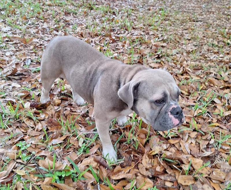 Muffintop Wvt thumbnail 5